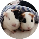 Rim Chin profile picture